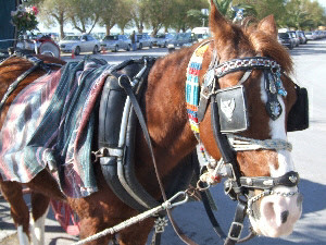 Horse and carriage