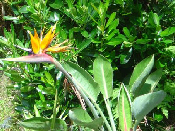 Bird of paradise flower, Auckland