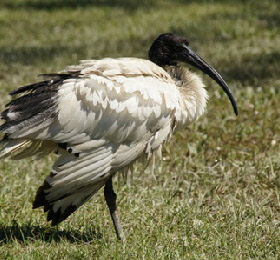 Ibis - an icon of the Coast