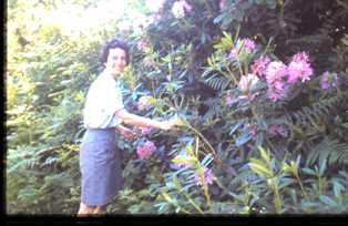 Thelma Tearle and the rhododendrons