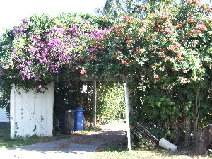 O'ahu garden